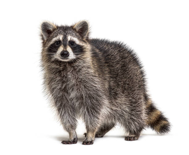 Wildlife Animal Mobile BG