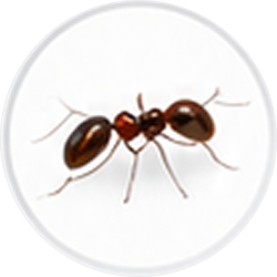 ants img (1)