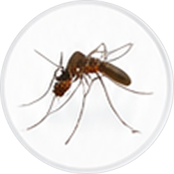 mosquitoes img (1)