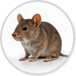 rodents img (1)