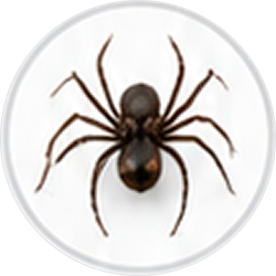 spiders img (1)