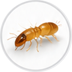 termites img (1)